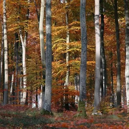 De France - Au Merle Moqueur Vatteville